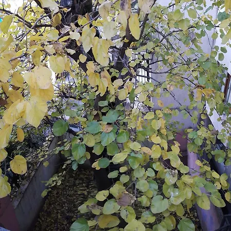 Eves Home Apart * Bursa